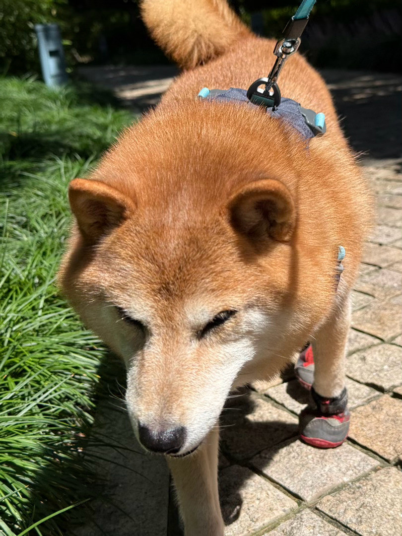 🌞有点大[墨镜]随手拍萌宠的日常日常碎片plog柴犬日常​​​