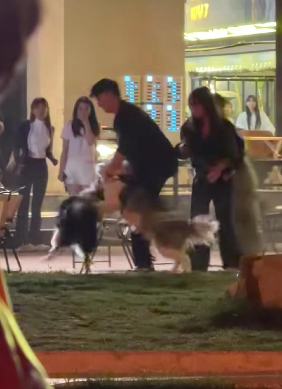 网上的一段视频:大街上，一条黑色边牧被另外一条不知道什么品种的大狗咬的嗷嗷直叫，