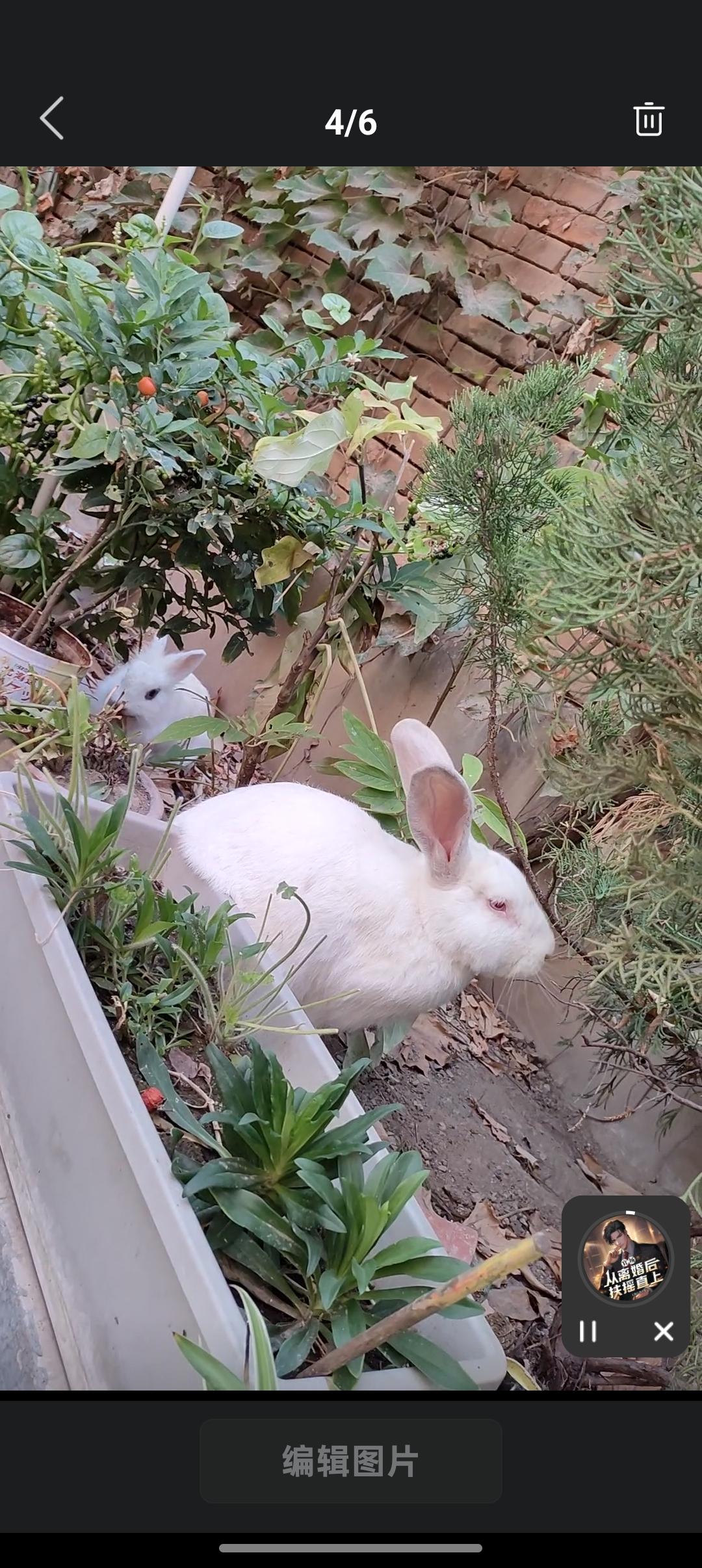 分享拍到的兔子园子里藏着两只软乎乎的小可爱，一身雪白像揉碎的云朵。大兔子竖着耳朵