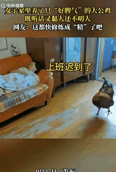 “真要成谜了？”上海李女士从老家买了只大公鸡，本想杀了补身体，孩子却非要当宠物养