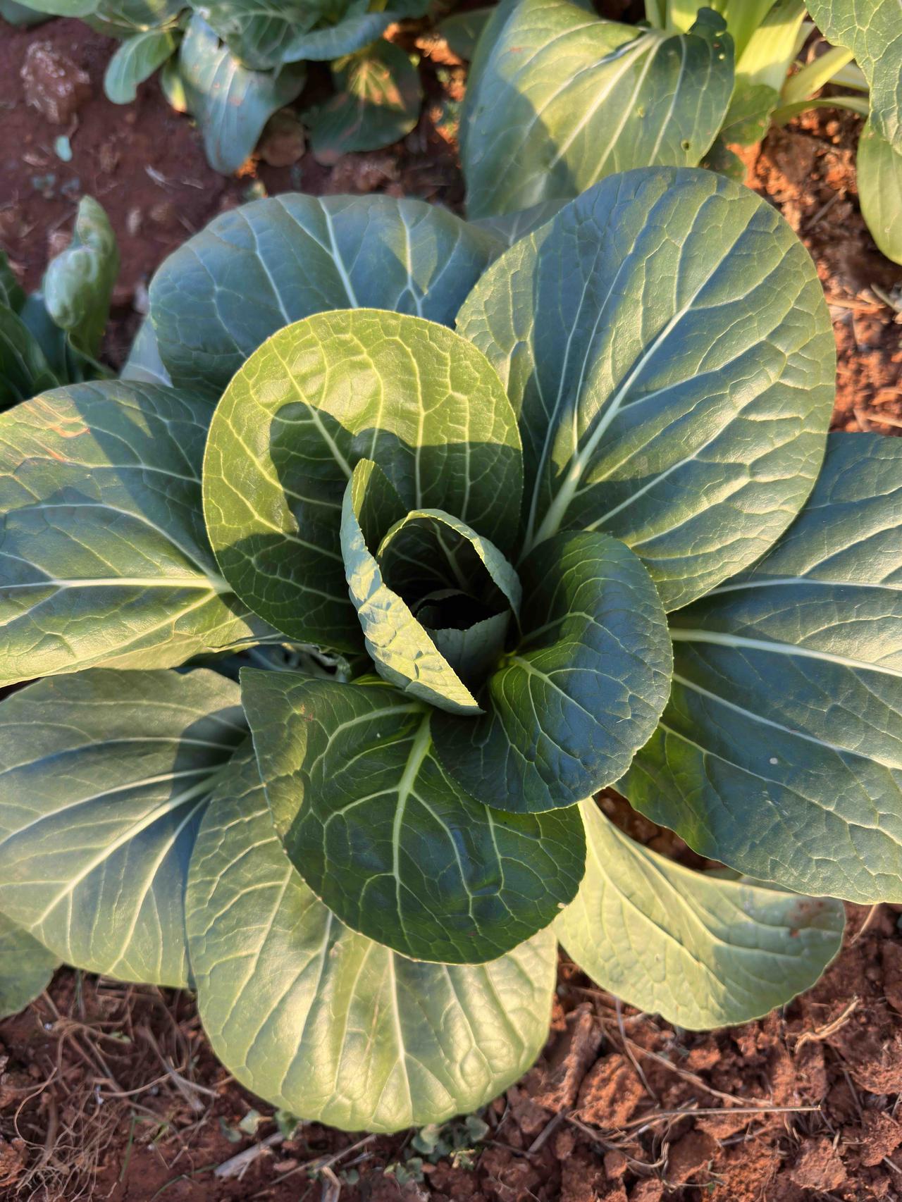 经历了三天的失眠，昨夜终于睡了一个正常的觉——晚上10:45上床，没有翻来覆去