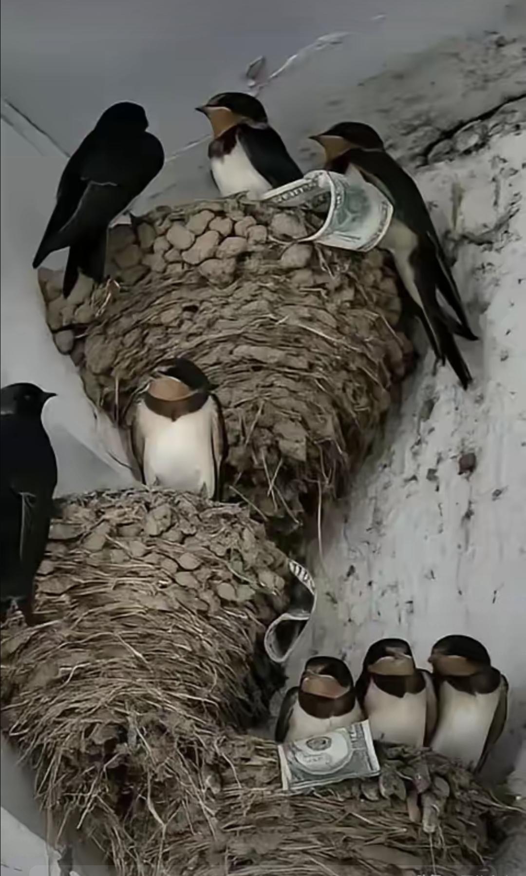 它不怕穷，怕的是水泥墙太滑、家里太吵、连个落脚的土都没得挖。去年三月，我蹲在村