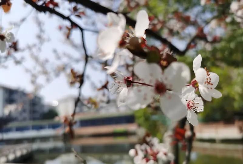 女子的公公和丈夫都外出打工去了。然而隔壁邻居王大爷，隔三岔五就到她家门前的庭院里