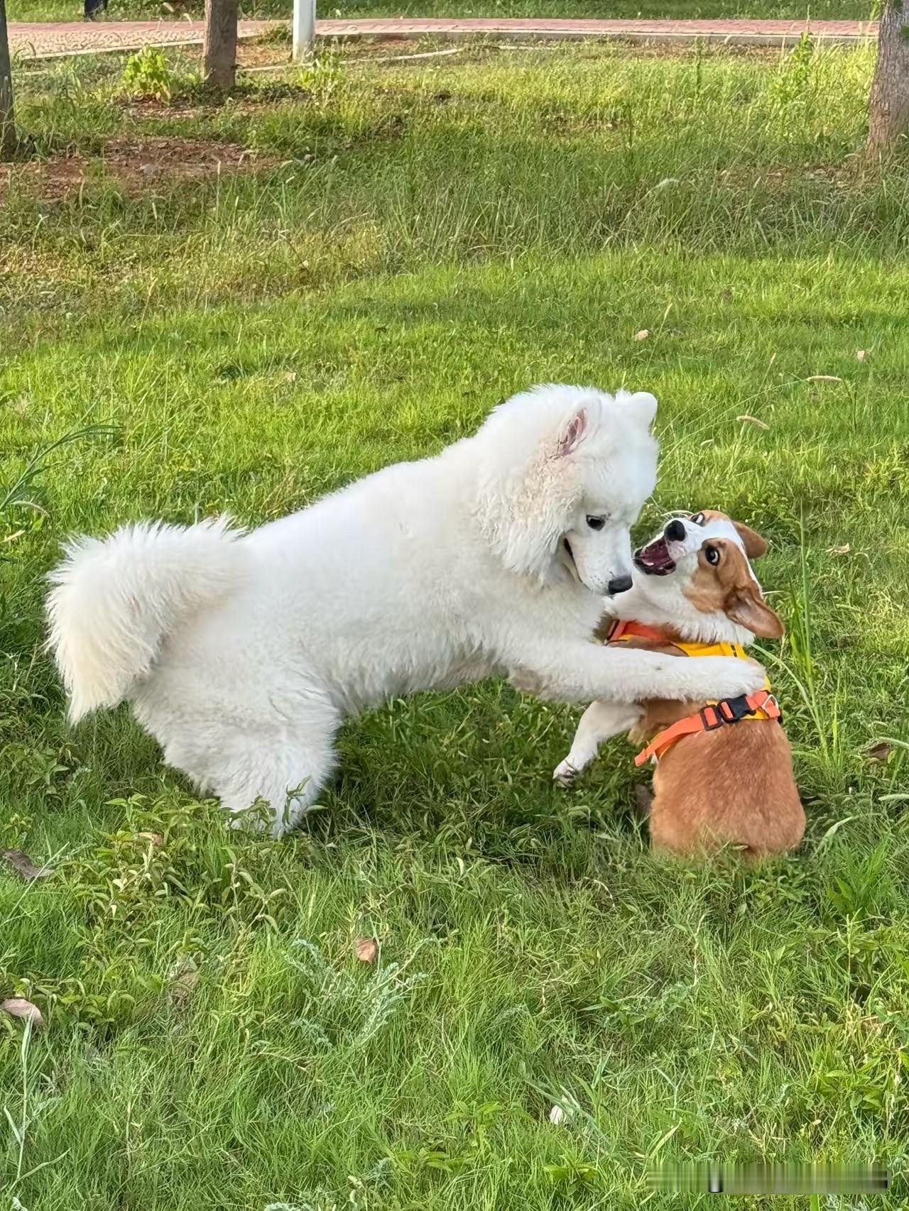 “毒狗案”二审大概率会改判，也大概率会发回重审。为什么这么说呢？一审判投狗者