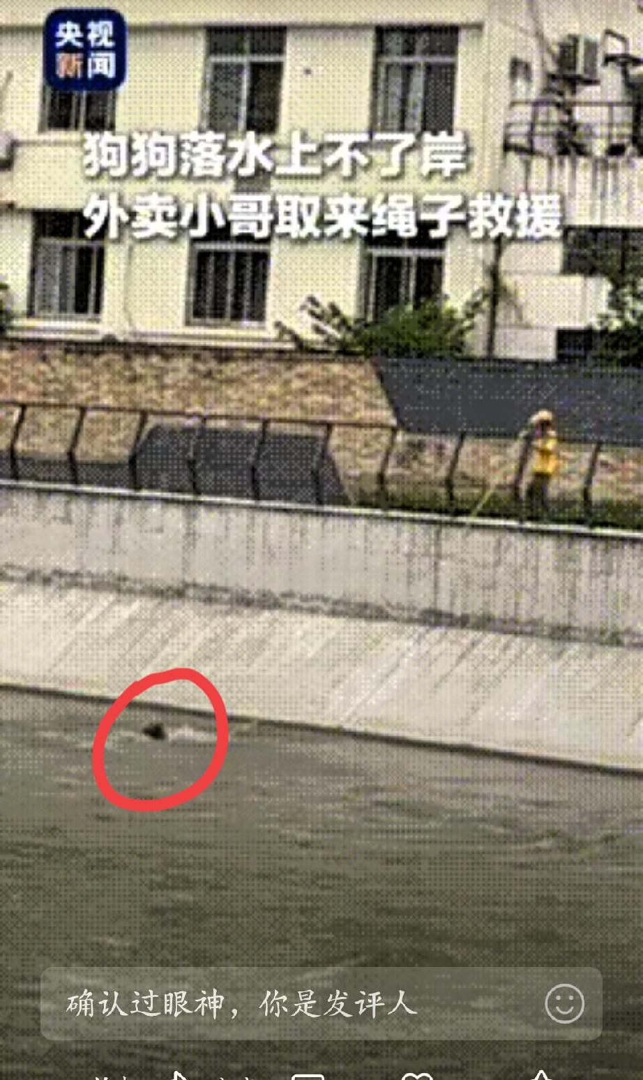 上央视了，成都外卖小哥河边甩出一根软水管，接下来金毛的反应，真的惊艳到了我了