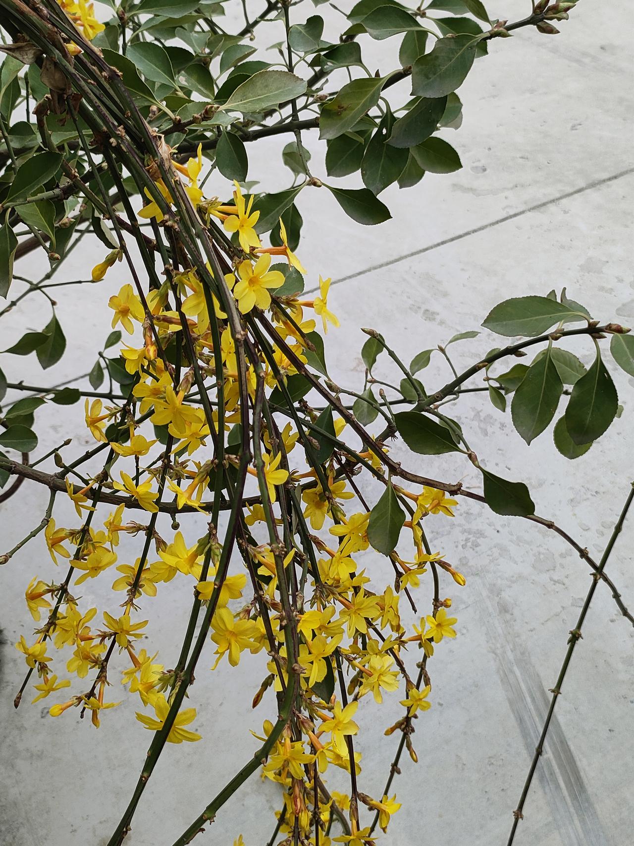 春寒未褪，这一抹明黄已先于暖风，在枝桠间舒展成信笺。不必等燕归，不必等柳绿，它