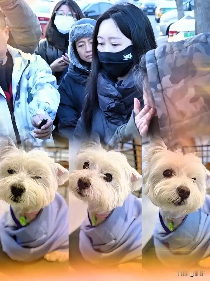 “人不要脸，百事可为！”北京李女士这波操作，把“自私式养犬”的丑陋暴露得明明白白