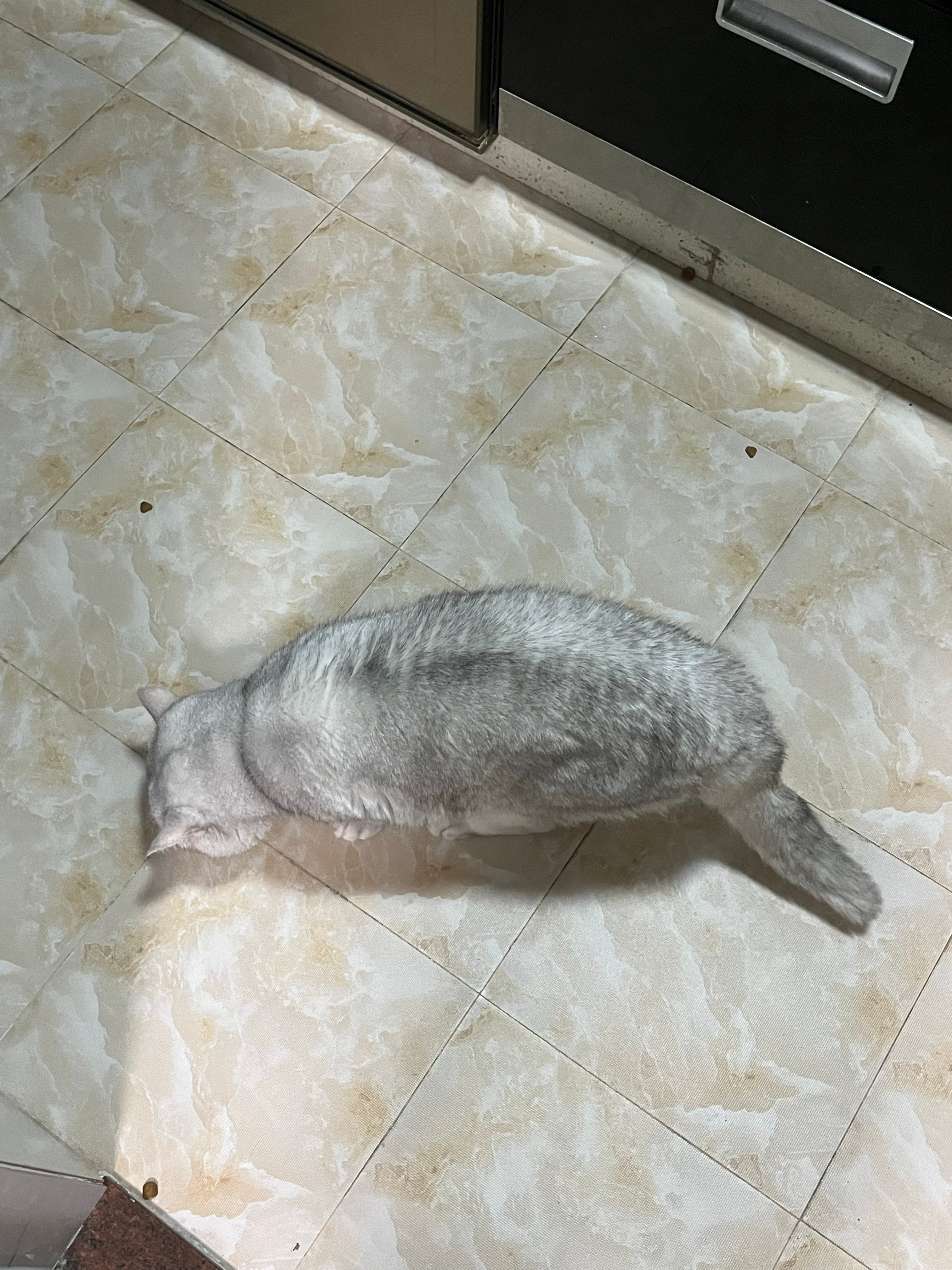 倒猫粮的时候不小心洒了好多颗在地上神仙小猫又在一颗一颗地捡它其实不饿但它很爱惜