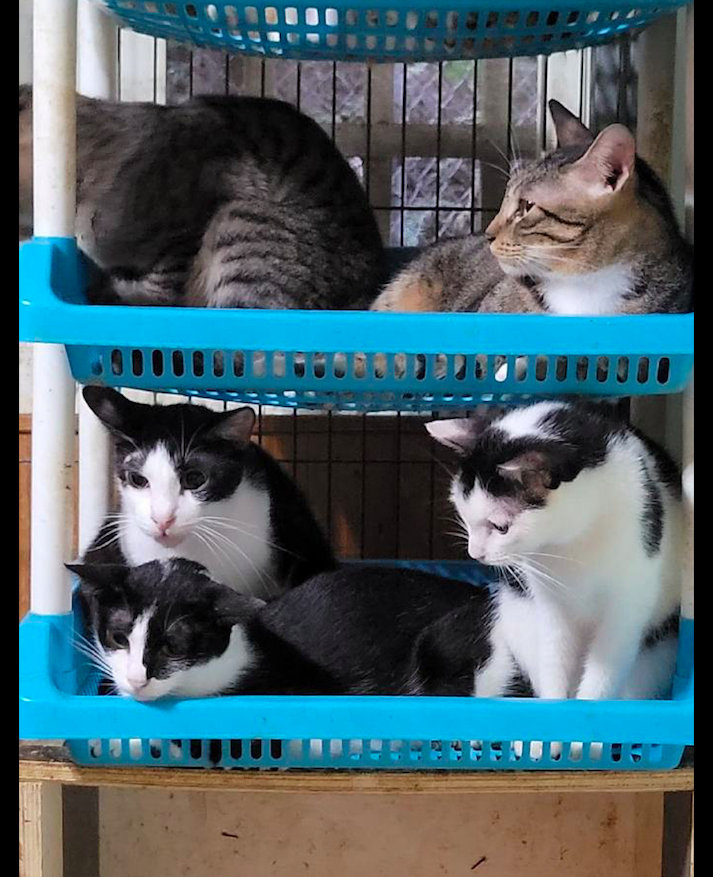 【网友买了个置物架当猫窝，猫咪们全部都挤了上去，感觉随时会塌啊】有一位网友，家里