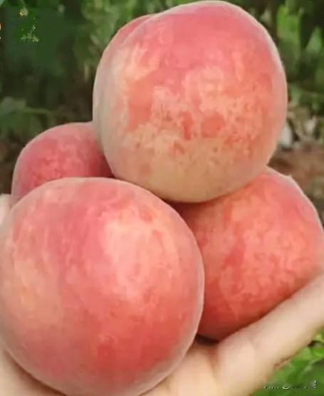 （原创）五月桃《西游记》中石猴爱吃桃，穿过水帘洞，发现花果山，从此不再愁吃桃。