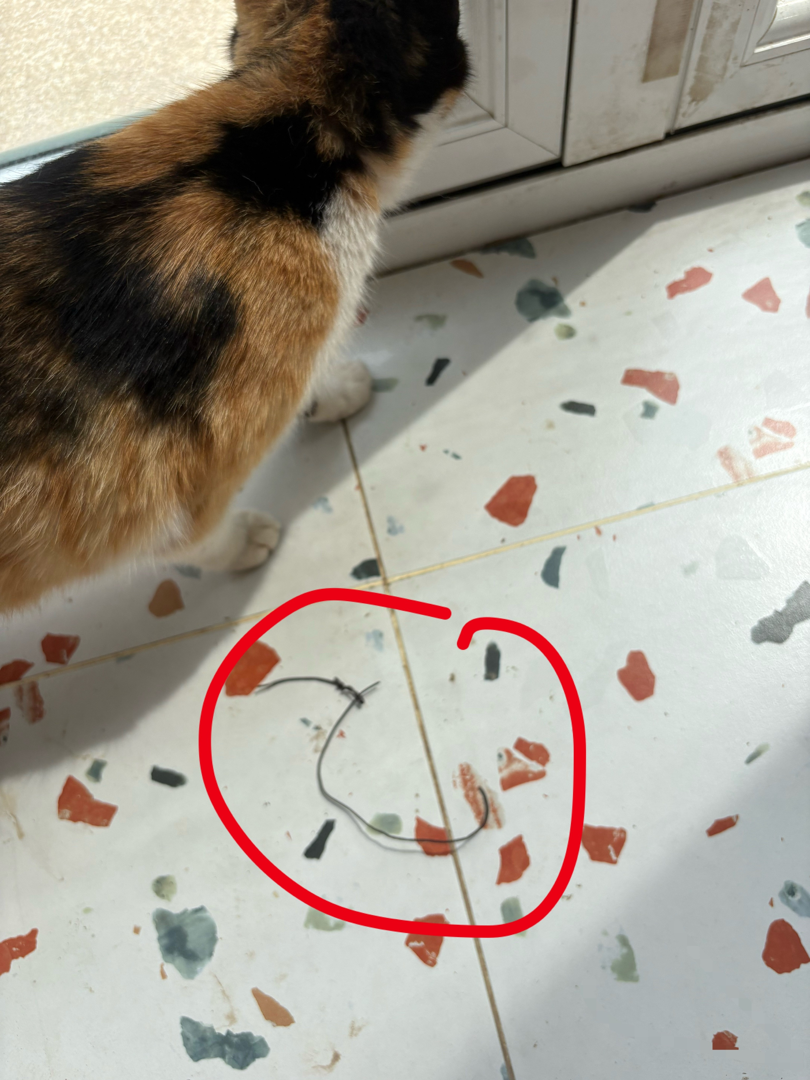 我的花园我的猫田园猫也超美我一直以为我身边不会有那么残忍的人，直到我无意中摸了