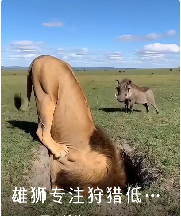 吓一跳而已！经常看到这样的视频:狮子正在睡觉，或是安静地喝水，突