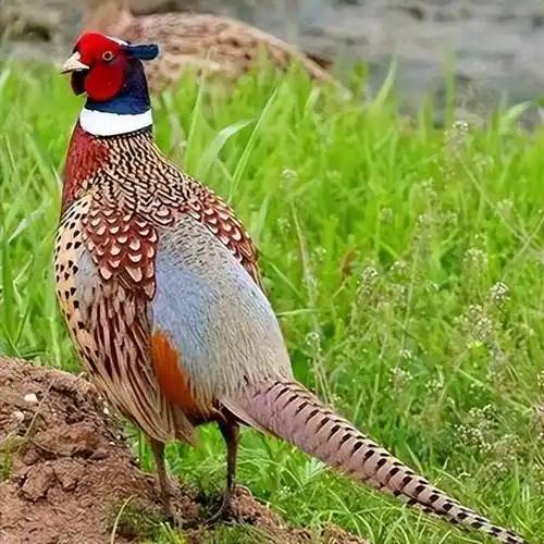 东北野鸡泛滥成灾，为何几乎没人敢下嘴？当地农民直言：“别说吃了，我们甚至都不敢去