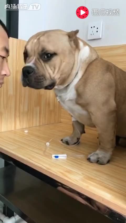 大舌头能治吗?《杨清语发音不准矫正法》特色