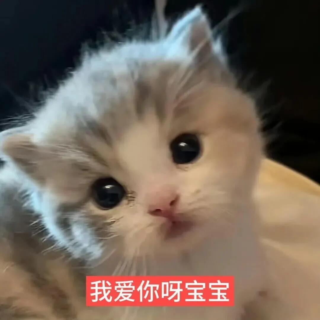 小猫表情包｜可爱表情包