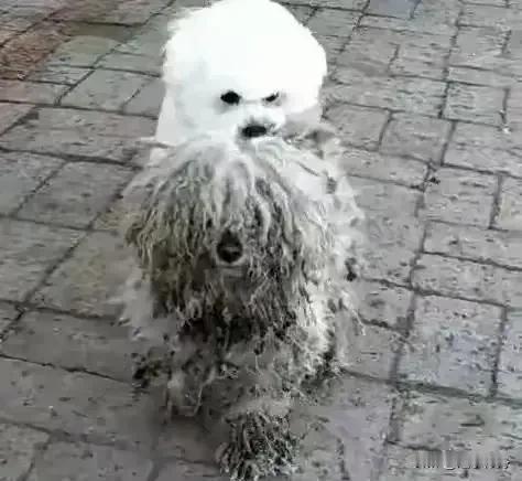 这条狗长期在外面流浪，毛发脏兮兮的。它看到一条比熊在外面玩耍就壮着胆子走过去和它