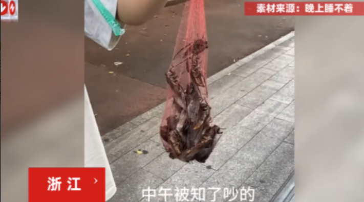 浙江这大哥怕是要乐疯了！浙江大哥本被知了猴吵得午睡不成，愤而抓捕。谁料十分钟收获