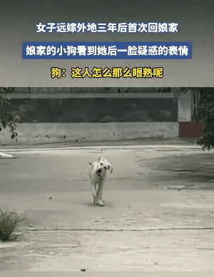 万万没想到！远嫁三年回家，自家狗子居然认不出主人了真的太好笑了，一个女子远
