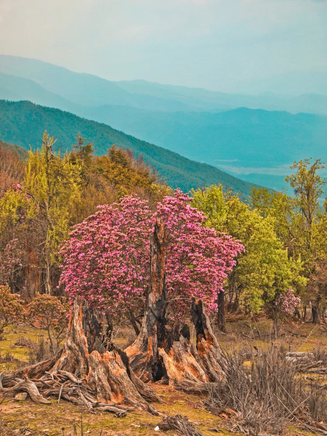 开车直达🚗大理被低估的高山杜鹃🌸美到失语