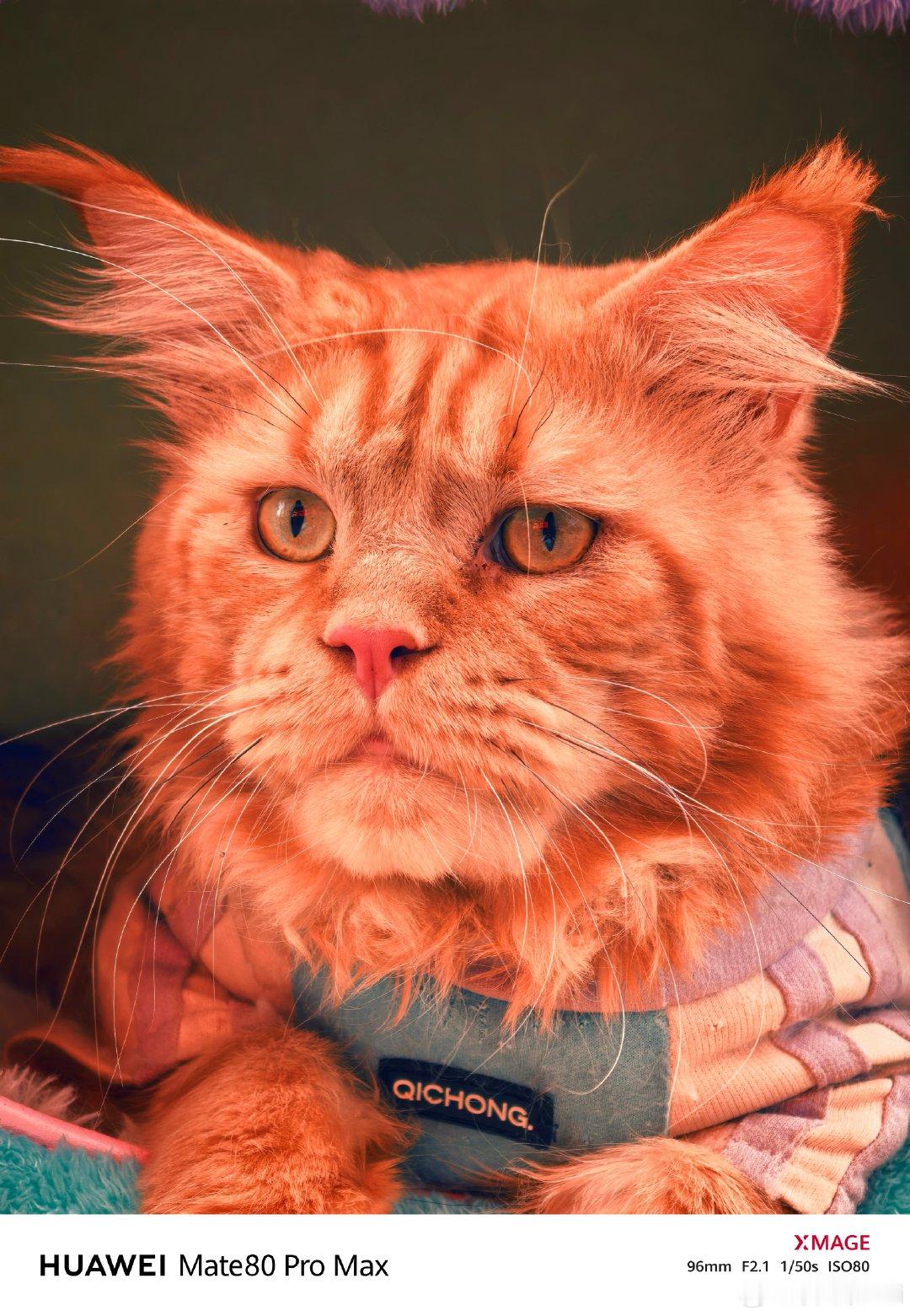 被猫猫的眼睛狠狠击中不同模样的小家伙，眼里装着整片星光。德文的锐利、布偶的清澈、缅因的沉稳，每一帧特