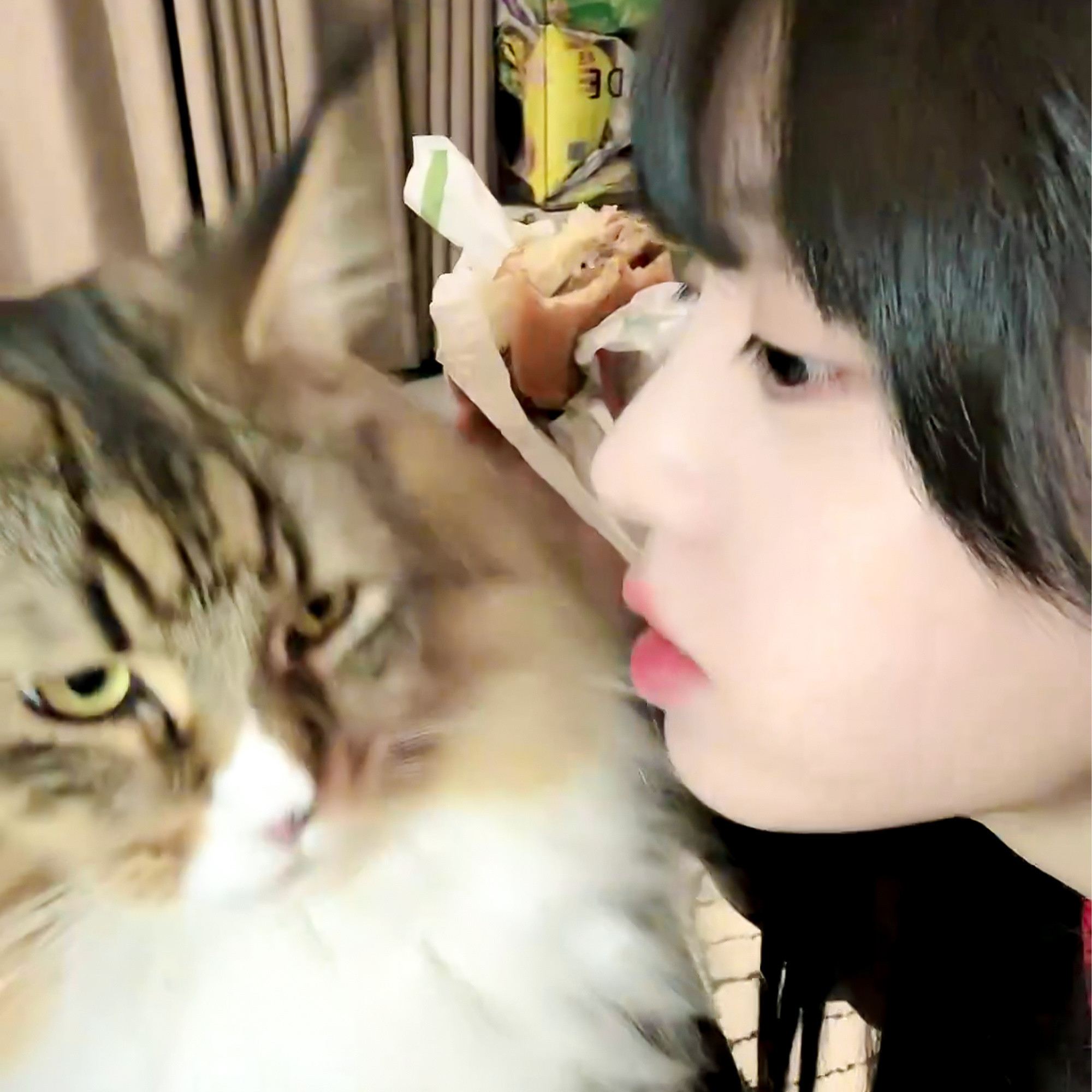 这么可爱的小猫竟然有两只🐱田曦薇钓鱼愿者上钩​​​