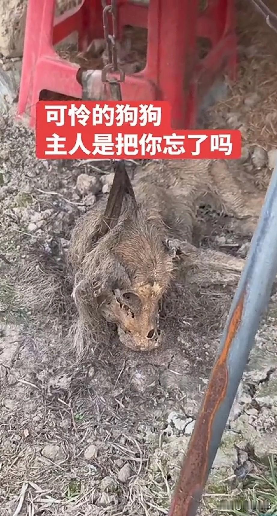 看到这个毛孩子的遭遇，心里非常难过，这应该是被活活饿死的，或是被虐待致死的，直接