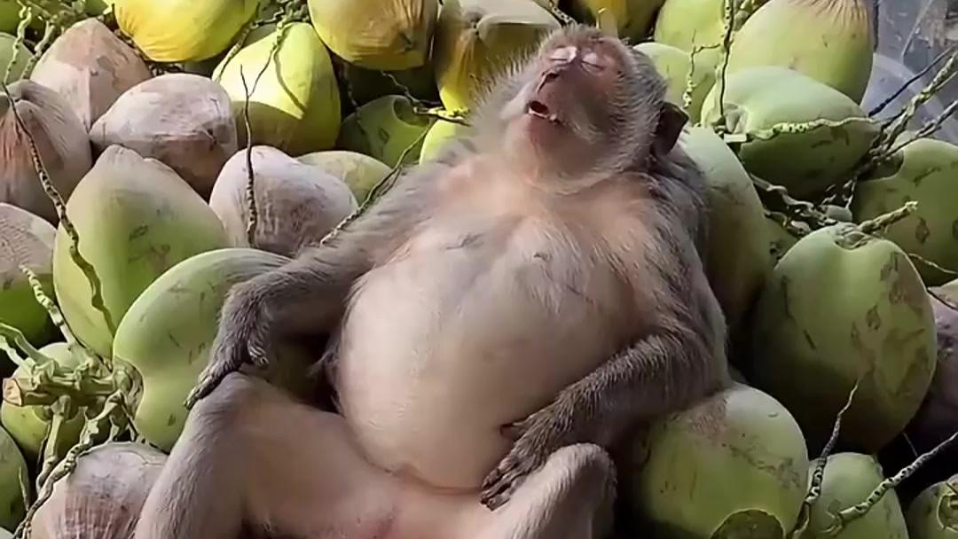 整车椰子全是猴子摘的！猴子干完活累得躺椰子堆上呼呼大睡