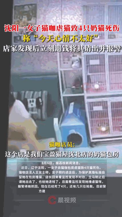 “太缺德了！”8月3日，辽宁沈阳，一女子因心情不好到猫咖撸猫，没想到，她竟趁屋内