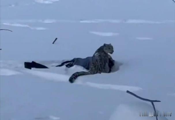 新华社谈游客被雪豹咬伤：老虎豹子不发威，你可别当病猫。通常情况下，野生动物不会主