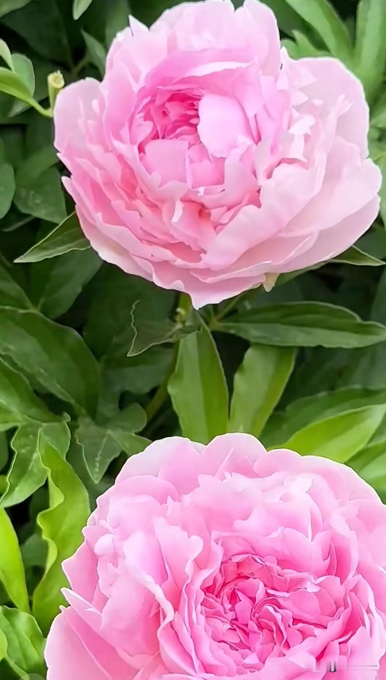 温柔粉调铺满整片芍药花田，浅粉花团层层叠叠，花瓣轻薄柔软，像揉碎的云霞落于枝头；