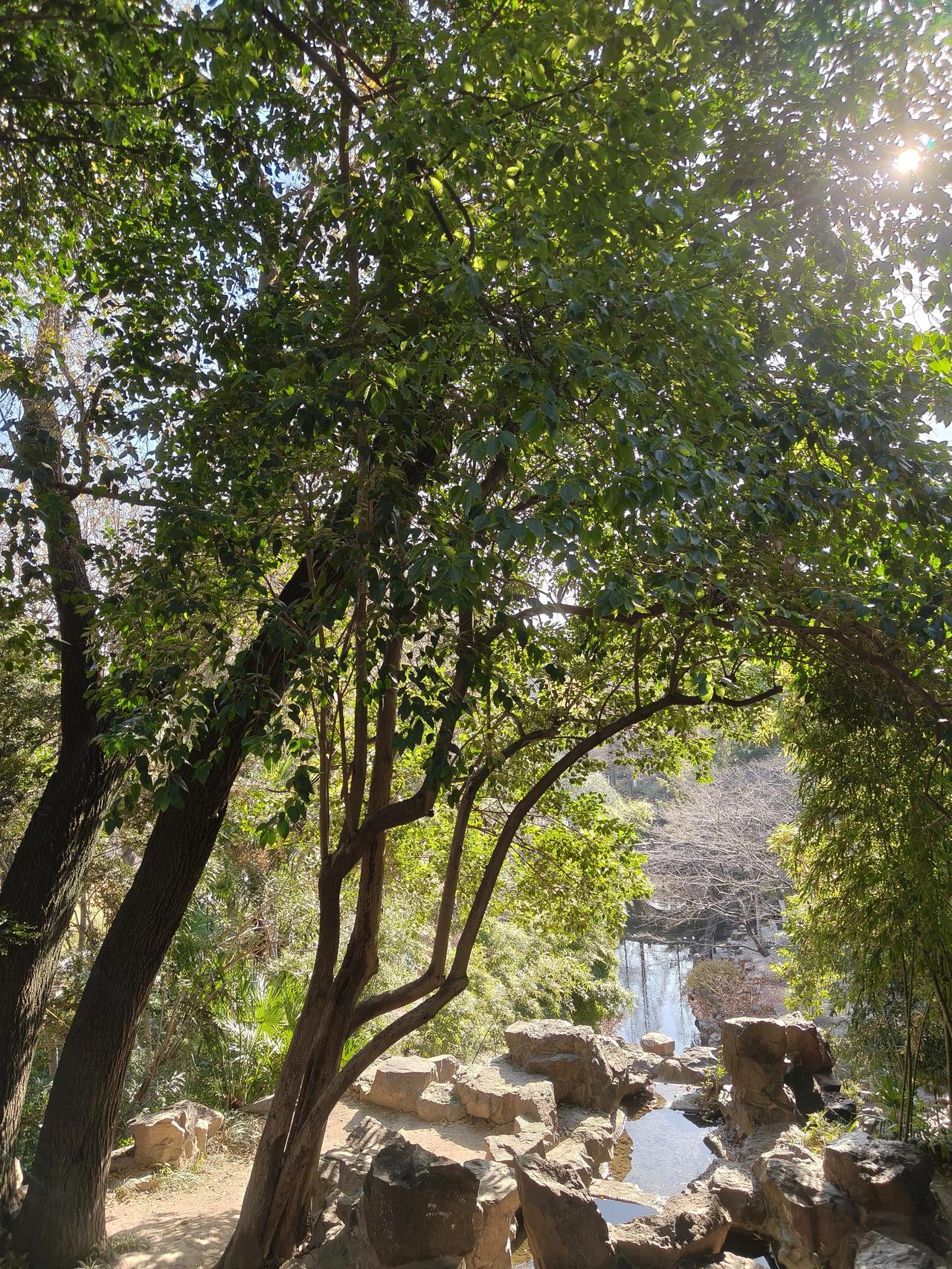 冬日随手拍树🌲🌲🌲🌲实景图分享！鲁迅公园随手拍～🌲