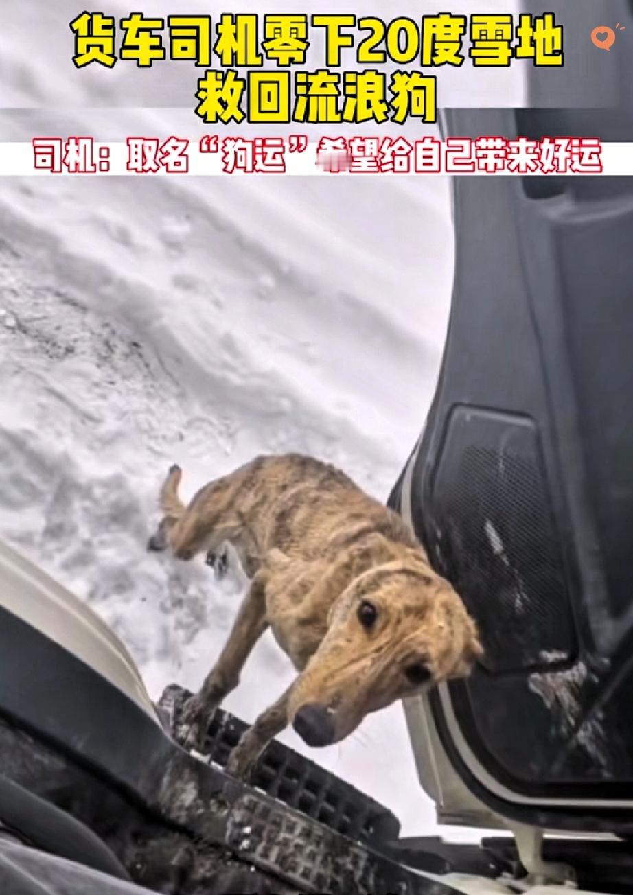 零下20℃的双向救赎！货车司机和流浪狗的缘分太好哭了锡林郭勒零下20℃的寒