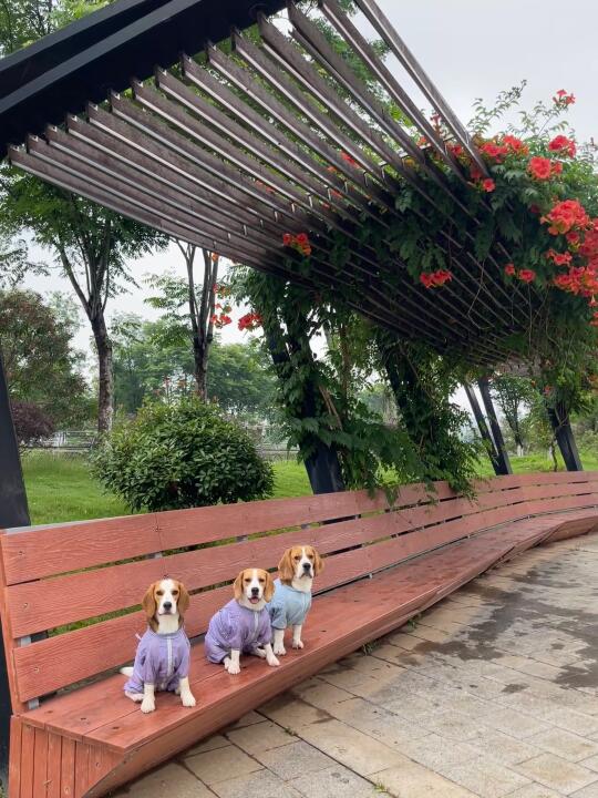 三只小比日常