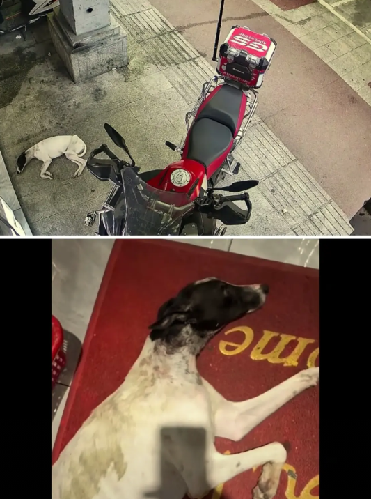 一只流浪狗趴在一家电脑修理店门口“蹭空调”，好像是一只灵缇，狗狗并没有冲进店里，