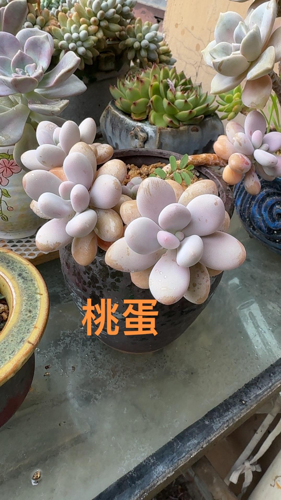 记录多肉生活可爱的人总是发现可爱的事