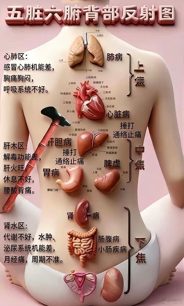 收好：五臟六腑的背部反射區​​​