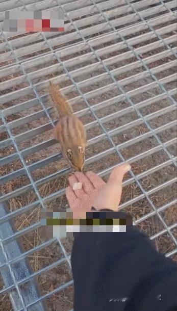 “解释不清了！”四川一男子外出旅游，在一处景点的长椅上休息时，突然，一只松鼠凑了