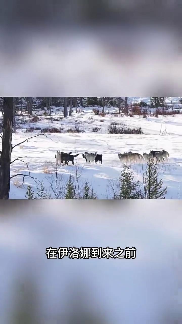 猛虎对战群狼。人们常说"猛虎架不住群狼"，意思是再凶猛的老虎也敌不过一群狼的围