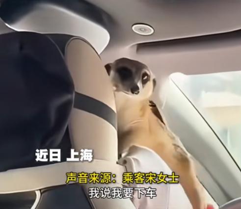 太离谱了！上海女子打网约车，上车后发现司机携带了一只野生动物狐獴，因为害怕女子选