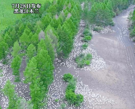 “太会赚钱了！”黑龙江，一男子承包了一片林地，花钱买了大约13万只大鹅，如果按照