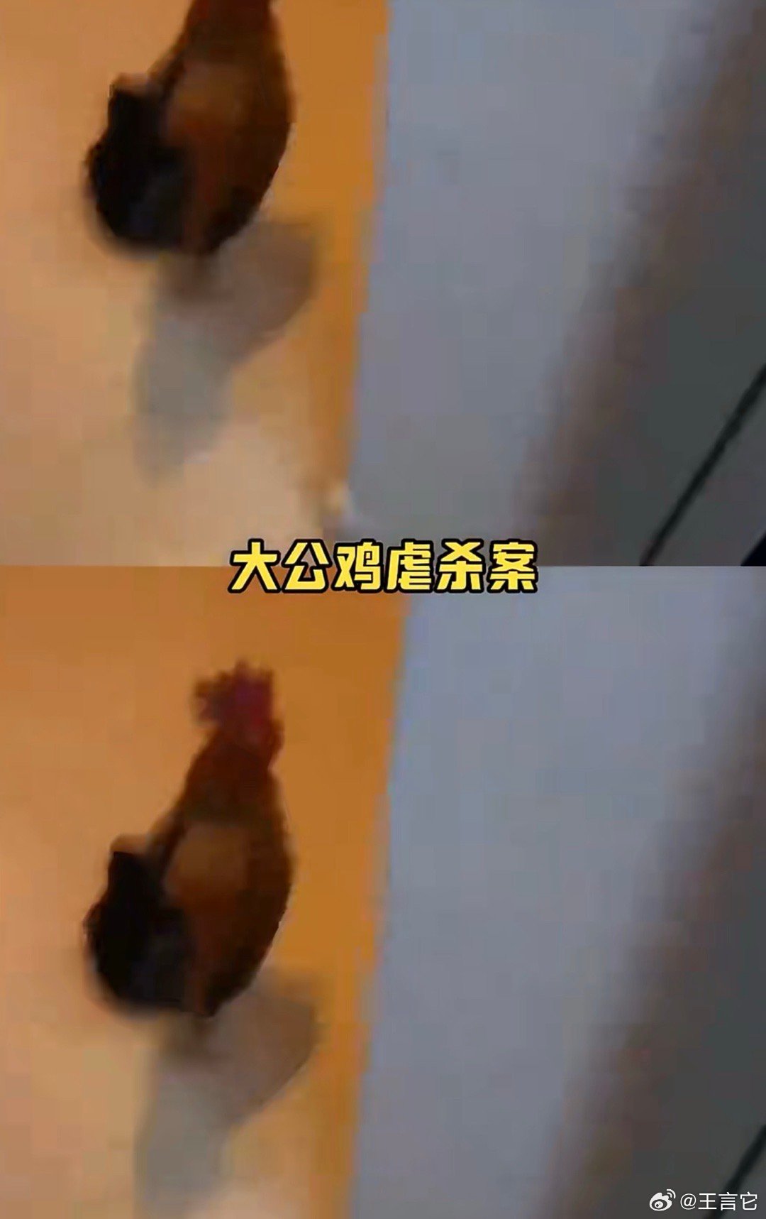 ‼️2026年3月初，北京通州次渠嘉园小区一只散养六年的宠物大公鸡被发现死于地