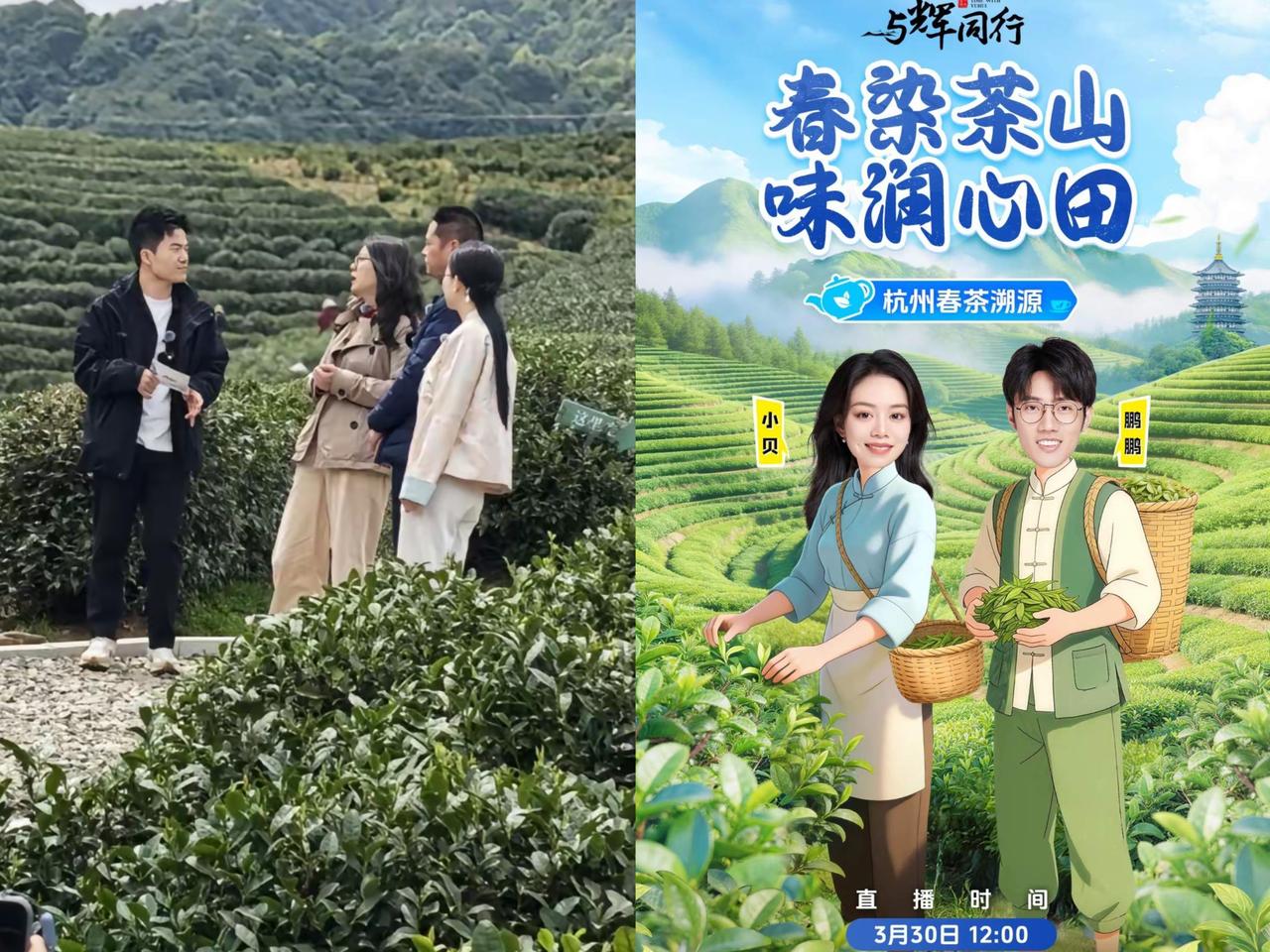 董宇辉再度缺席杭州龙井茶溯源，这次挑大梁的依旧是小贝与鹏鹏，完全不用替他们捏把汗