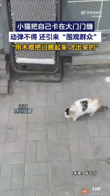 笑不活了！四川成都一只小猫想要溜出家门去玩，谁料从门缝底下钻出去时，居然把自己卡