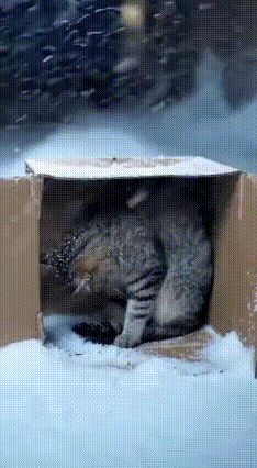 谁懂啊！雪地里这一幕，直接泪目了！天寒地冻，猫妈妈把幼崽紧紧搂在怀里，自己的背