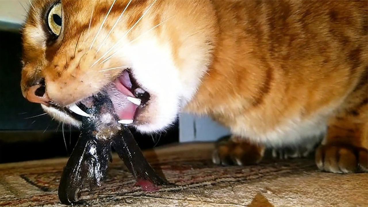 猫吃鱼不怕鱼刺的科学真相！慢动作镜头揭秘