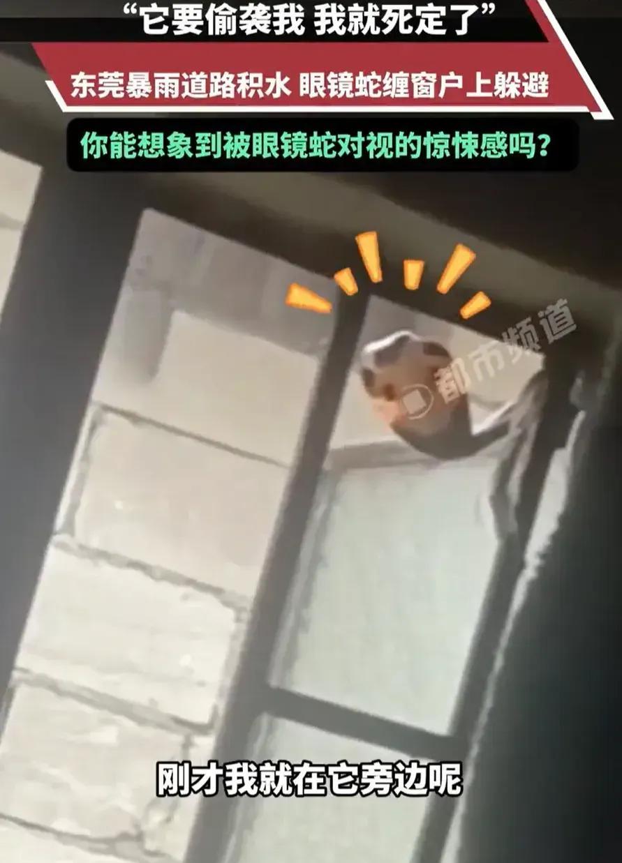 “太可怕了！”广东东莞，一男子暴雨天在家里休息，往窗外看雨的时候发现窗户上好像伸
