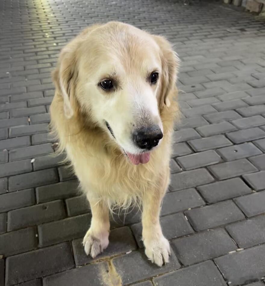 投毒毒狗这件事，绝对是危害公共安全的行为，这个事情没得洗。但是我还是愿意看到更深