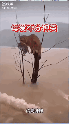 母爱不分物种…[哭哭]