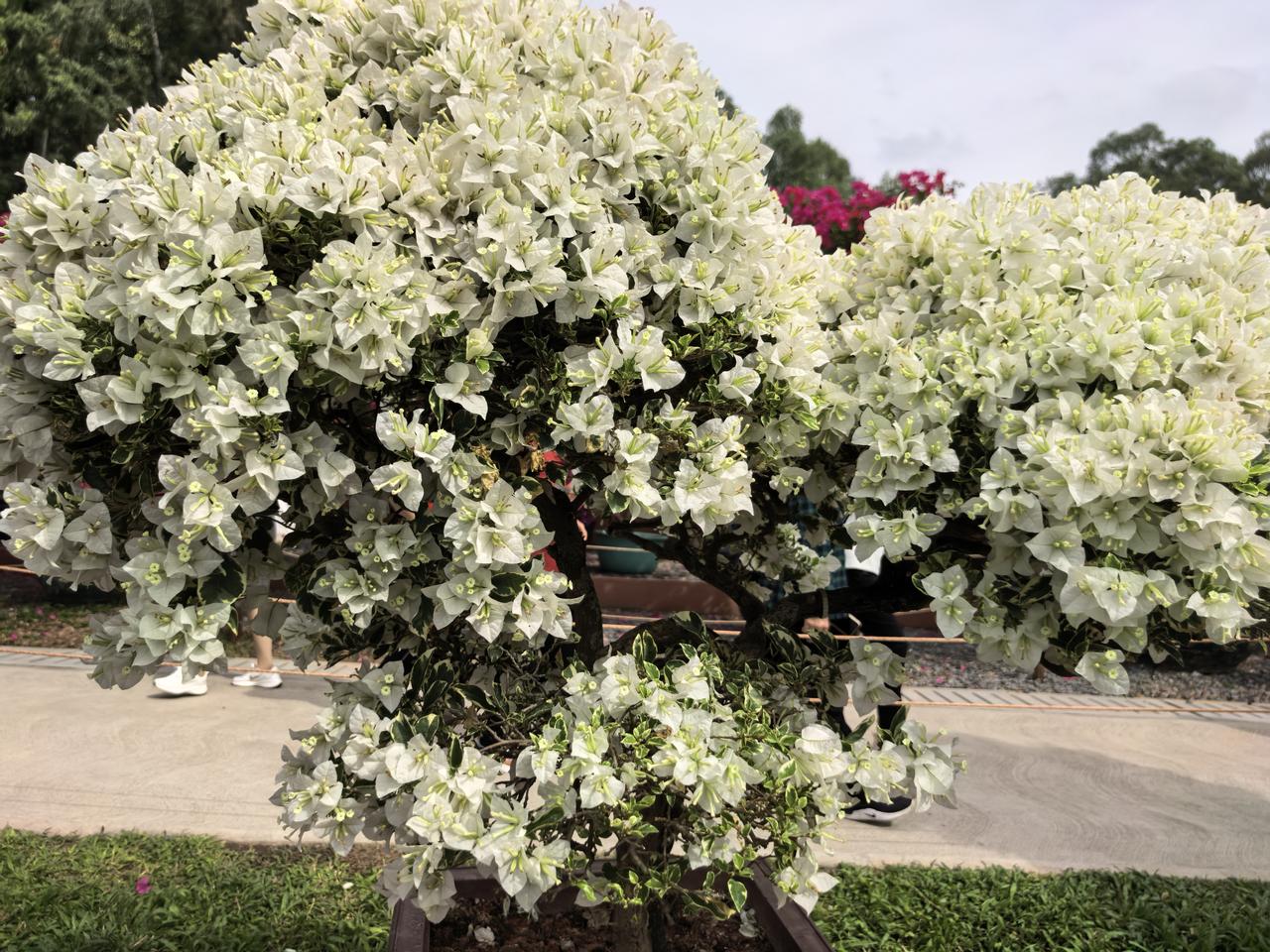 我已经近10年没去上坟了。原因就是退休后一直在深圳带孙子，上坟的时间在春分后清明