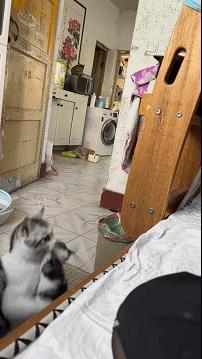 猫妈：眼不见心不烦萌宠集中营​​​